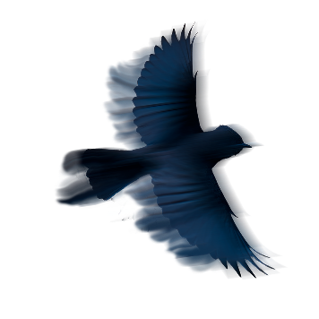 foto vogel